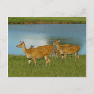 Hirsch Tier Natur Frieden Liebe Schicksal Spaß Kun Postkarte