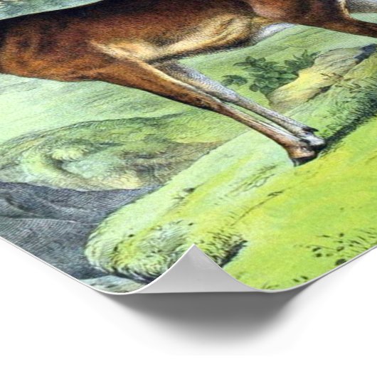 Hirsch und Rentier Poster (Ecke)