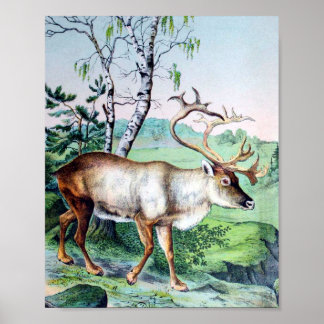 Hirsch und Rentier Poster