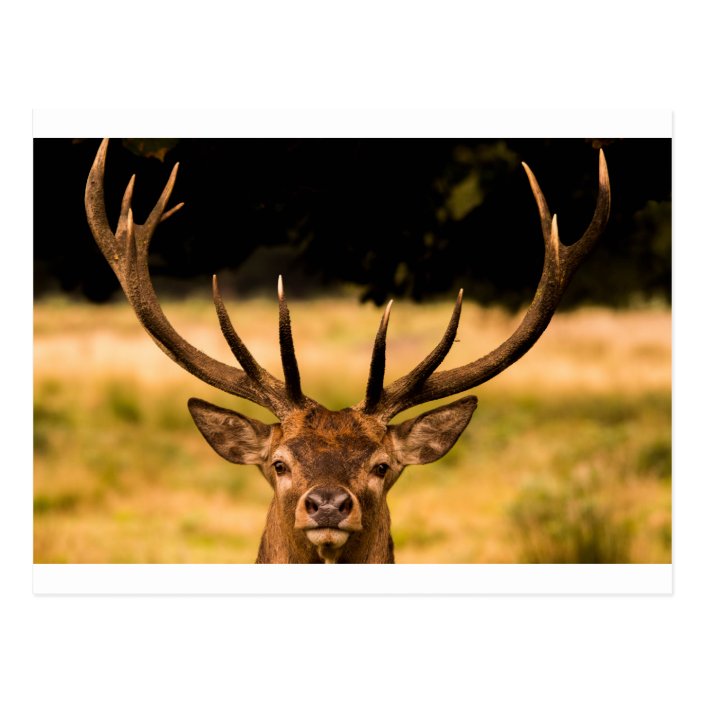 Hirsch von Richmond-Park Postkarte | Zazzle.de
