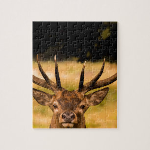 Hirsch von Richmond-Park Puzzle