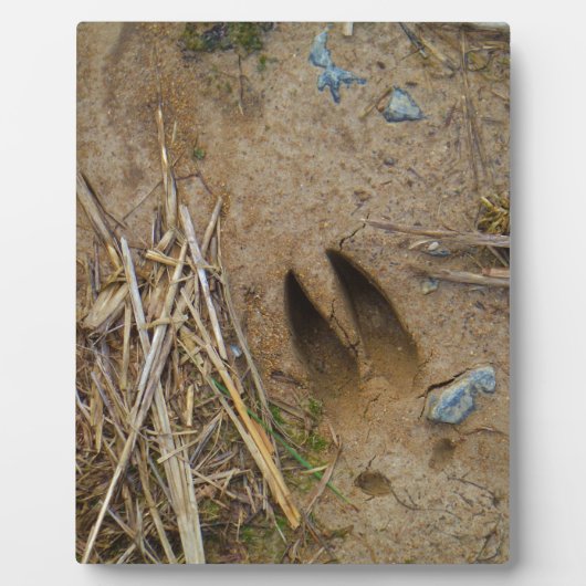 Hirschbahn Fotoplatte (Vorderseite)