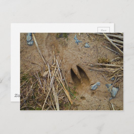 Hirschbahn Postkarte (Vorne/Hinten)