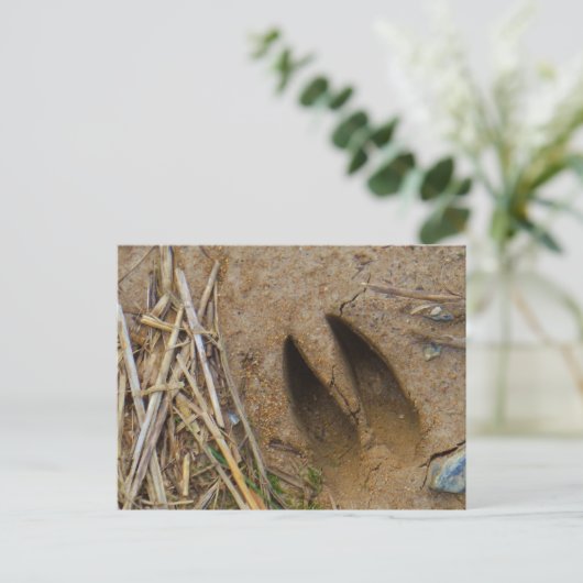 Hirschbahn Postkarte (Stehend Vorderseite)