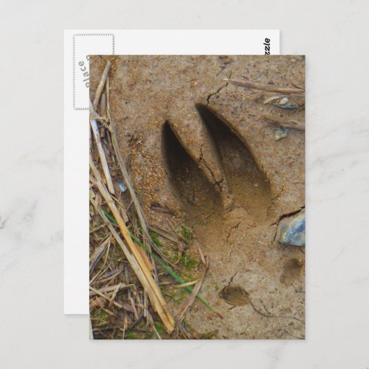 Hirschbahn Postkarte (Vorne/Hinten)