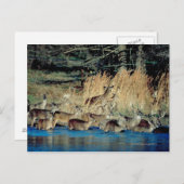 Hirschbestand 2 postkarte (Vorne/Hinten)