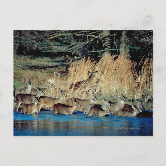 Hirschbestand 2 postkarte (Vorderseite)