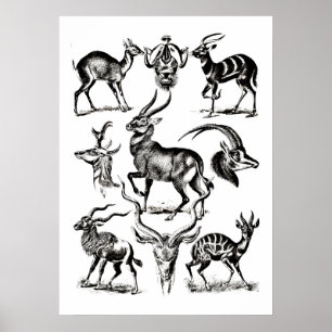 Hirschbock Antilopen Tiere Wildtiere Illustratione Poster