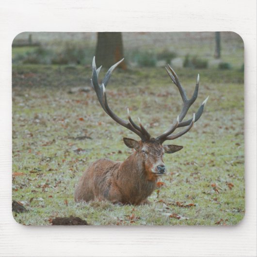 Hirschbuck Mousepad (Vorne)