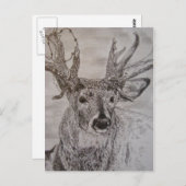 Hirsche 2 postkarte (Vorne/Hinten)