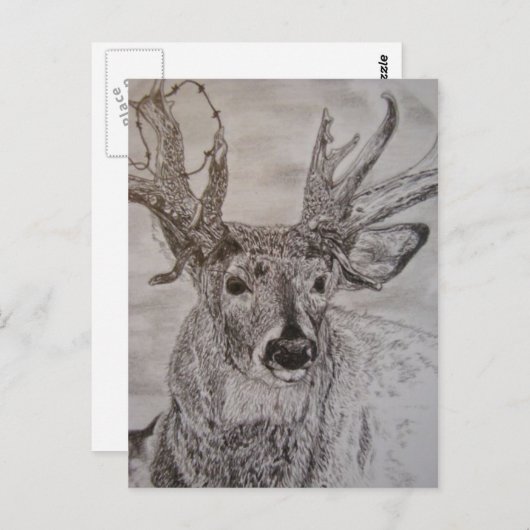Hirsche 2 postkarte (Vorne/Hinten)