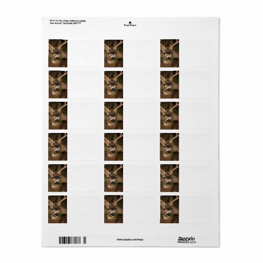 Hirsche Adressaufkleber (Vorne)