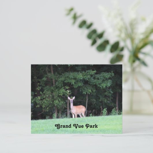 Hirsche am Grand Vue Park Postkarte (Stehend Vorderseite)