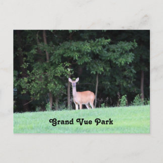 Hirsche am Grand Vue Park Postkarte