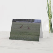 Hirsche auf dem Feld Karte (Rückseite)