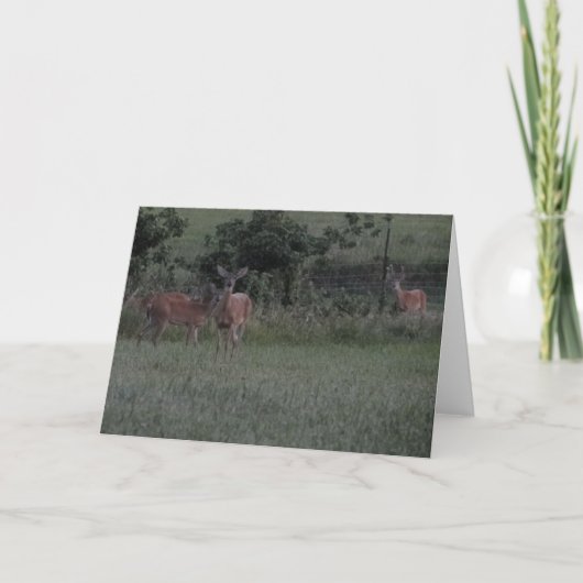 Hirsche auf dem Feld Karte (Vorderseite)