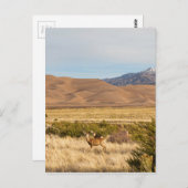 Hirsche auf den Ebenen Great Colorado Sanddünen Postkarte (Vorne/Hinten)