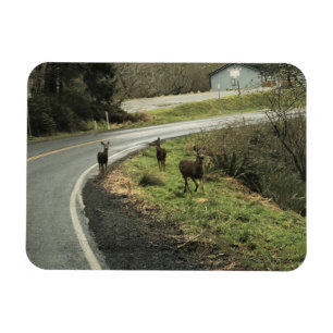 Hirsche auf der Straße, Cape Enttäuschung, WA Magnet