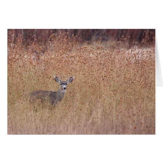 Hirsche auf der Wiese (Vorderseite (Horizontal))