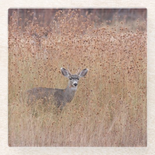 Hirsche auf der Wiese Glasuntersetzer (Vorderseite)