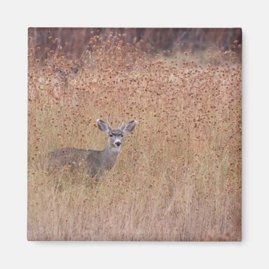 Hirsche auf der Wiese Magnet (Vorne)