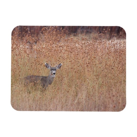Hirsche auf der Wiese Magnet (Horizontal)