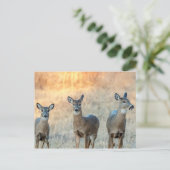 Hirsche auf einem Feld Postkarte (Stehend Vorderseite)