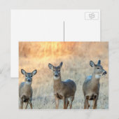 Hirsche auf einem Feld Postkarte (Vorne/Hinten)