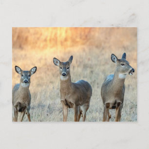 Hirsche auf einem Feld Postkarte