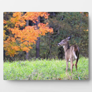 Hirsche auf einem Herbstfeld Fotoplatte