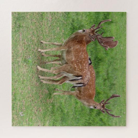 Hirsche, Damhirsche im Freien Puzzle (Horizontal)