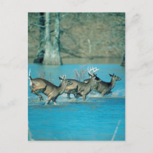 Hirsche, die im Wasser laufen Postkarte
