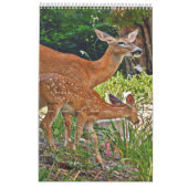 Hirsche Foto Buchkalender2 Kalender (Mär 2027)