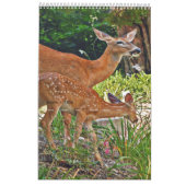 Hirsche Foto Buchkalender2 Kalender (Mär 2026)