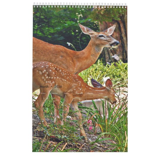 Hirsche Foto Buchkalender2 Kalender (Mär 2026)