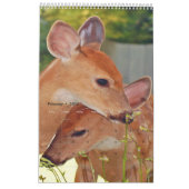 Hirsche Foto Buchkalender2 Kalender (Feb 2026)