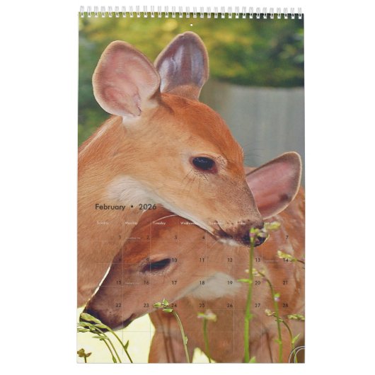 Hirsche Foto Buchkalender2 Kalender (Feb 2026)