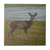Hirsche Foto Fliese (Vorderseite)