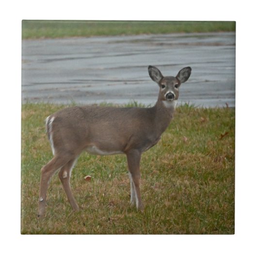 Hirsche Foto Fliese (Vorderseite)
