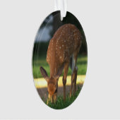 Hirsche-Foto-Ornament Ornament (Vorderseite)