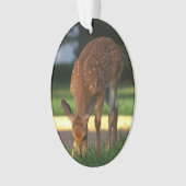Hirsche-Foto-Ornament Ornament (Vorderseite)