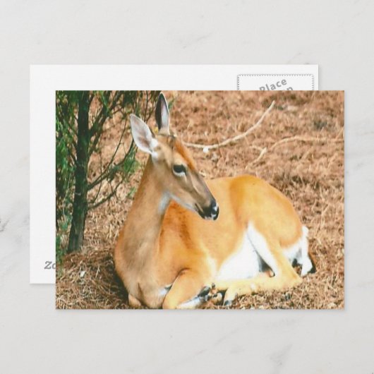 Hirsche Foto Postkarte (Vorne/Hinten)