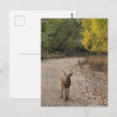 Hirsche Foto Postkarte (Vorne/Hinten)