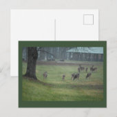 Hirsche Foto Postkarte (Vorne/Hinten)