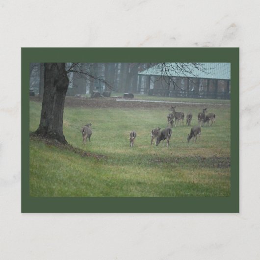 Hirsche Foto Postkarte (Vorderseite)