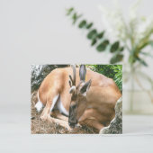 Hirsche Foto Postkarte (Stehend Vorderseite)