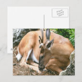 Hirsche Foto Postkarte (Vorne/Hinten)
