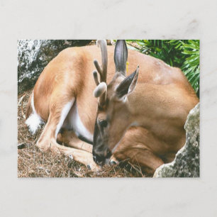 Hirsche Foto Postkarte