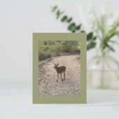 Hirsche Foto Postkarte (Stehend Vorderseite)