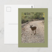 Hirsche Foto Postkarte (Vorne/Hinten)